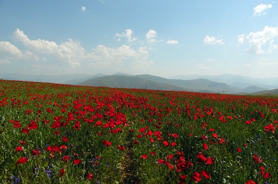 Лето приходит в Армению