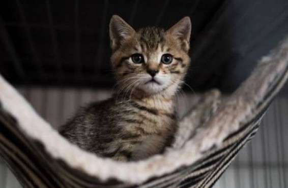 Ֆրանսիայի հարավում 200-ից ավելի կատուներ են սատկել անհայտ թույնից