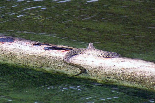 Օձ՝ «Վեոլիա Ջուր» ՓԲԸ-ի ջրամբարում
