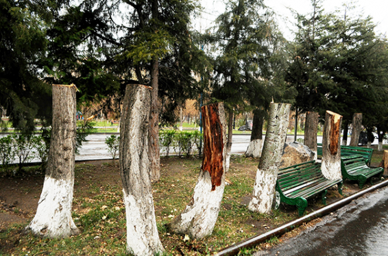 Մինչև աշնանային էտի մեկնարկը Բննախն իրավական լուծում կտա ծառերի էտի խնդրին