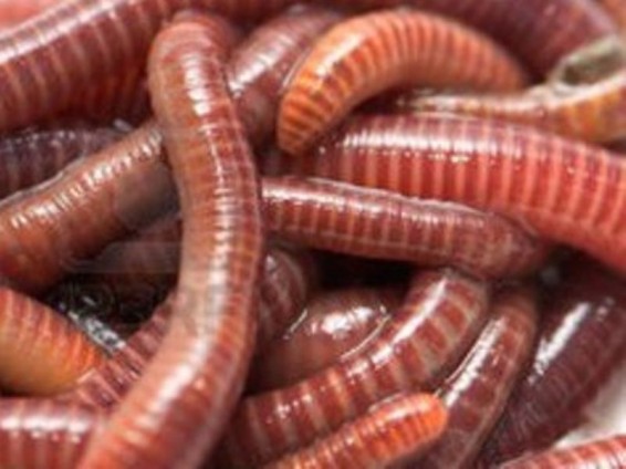 Գիտնականները տիեզերքից երկգլխանի մուտանտ որդ են բերել