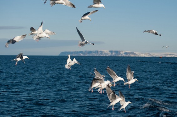 Բարենցի ծովում արհեստական կղզիներ կստեղծվեն