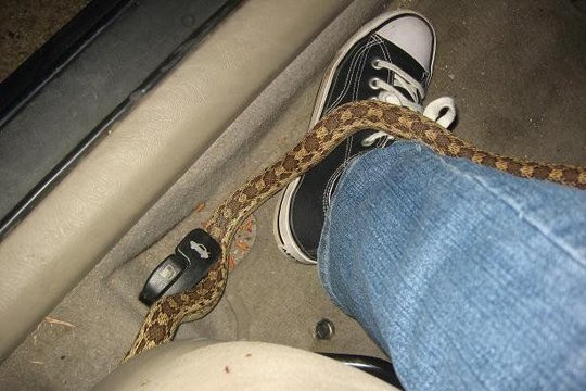 Երևանում կայանված ավտոմեքենայի մեջ շահմար տեսակի օձ է նկատվել