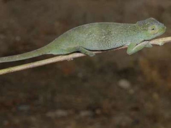 Աֆրիկայում քամելեոնի երեք նոր տեսակ է հայտնաբերվել