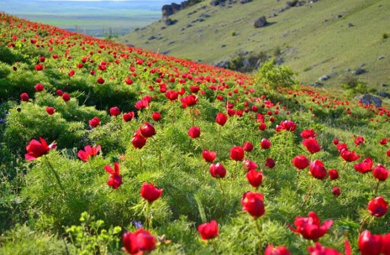 Օդի ջերմաստիճանը կնվազի
