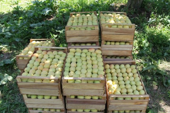 «Ջրաշենում ամեն ինչ նորմալ է, էս պահին բոլոր ծիրան մթերող մեքենաները մտնում, դուրս են գալիս».  Ջրաշենի գյուղապետ