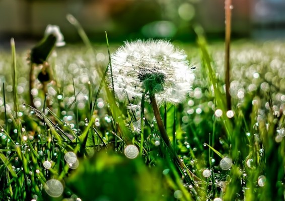 Եղանակը Հայաստանում. սպասվում է բարձր ջերմային ֆոն