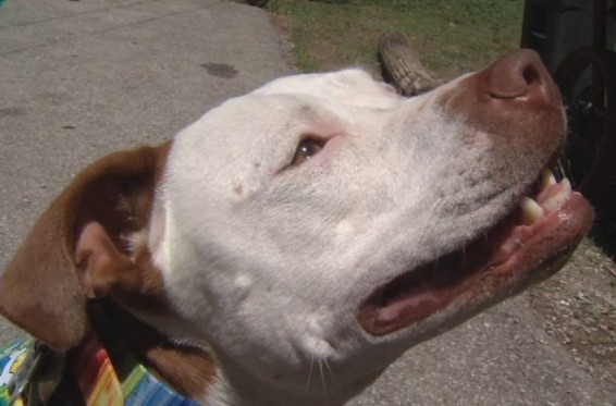 Շունը դարձել է Ռեբիթ Հեշ քաղաքի քաղաքապետ՝ հաղթելով էշին, կատվին և հավին