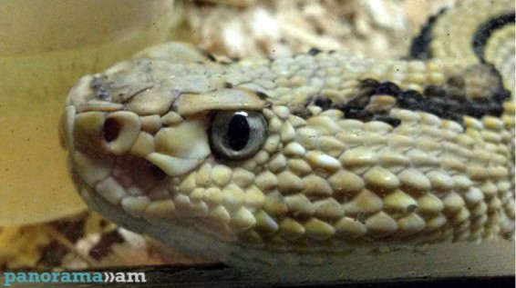 Ինչ անել և ինչ չանել սողունների սեզոնային ակտիվացման ժամանակ. ԱԻՆ խորհուրդները