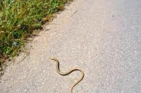 Արցախի բոլոր հիվանդանոցներն ապահովված են հակաօձային շիճուկներով. ԱՀ առողջապահության նախարար