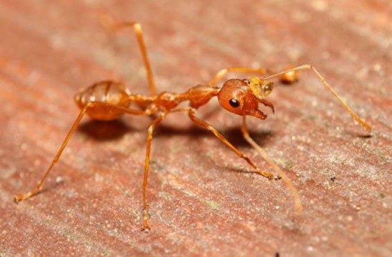 Ճապոնիայում մահացու վտանգավոր մրջյուններ են հայտնաբերել Հարավային Ամերիկայից