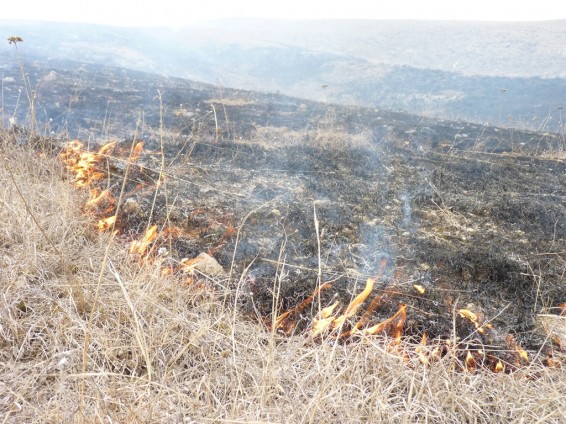 Հրդեհներ խոտածածկ տարածքներում