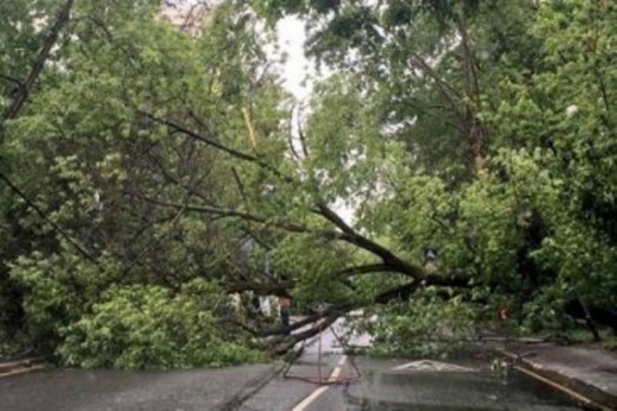 Դիլիջանում ծառը տապալվել է եւ փակել դեպի Երեւան եկող ճանապարհը