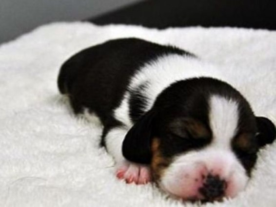 Չինաստանում աշխարհում առաջին անգամ կլոնավորված ԳՄՕ շուն են ստեղծել