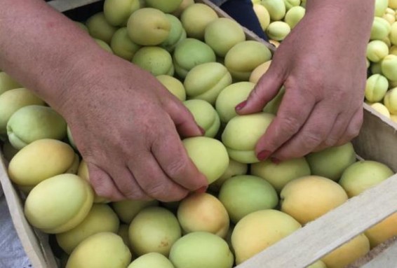 2016-ի համեմատ 40 տոկոսով ավելացել է ծիրանի արտահանման թիվը