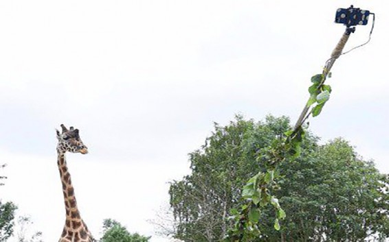 Կենդանաբանական այգու աշխատակցուհին ընձուղտների հետ լուսանկարվելու սելֆիի ձող է ստեղծել