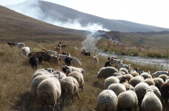 Դեբետ գյուղի սարերում գայլերը 10 հորթ են հոշոտել