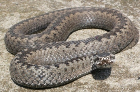 Օձը կծել է 9-ամյա երեխայի, վերջինիս վիճակը նորմալ է. ԲԿ