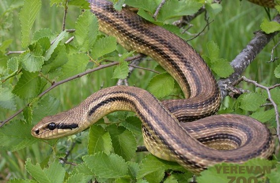 Օձեր են հայտնաբերվել