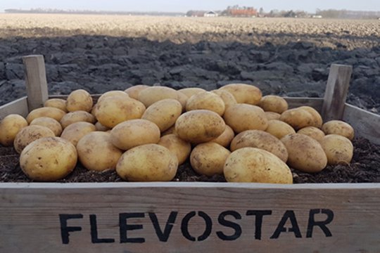 Մեքսիկան արգելել է ամերիկյան կարտոֆիլի ներկրումը