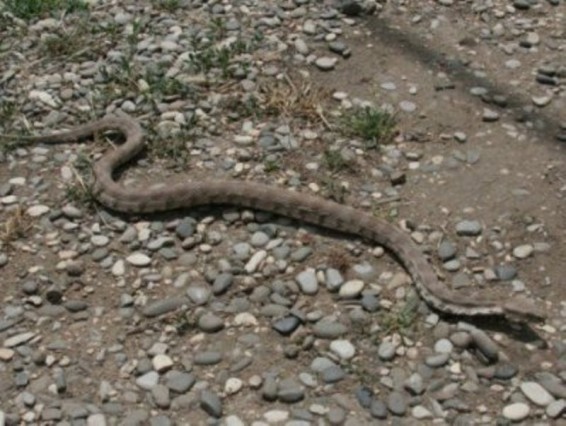 Երեւանում գյուրզան շենքի 12-րդ հարկ է հասել