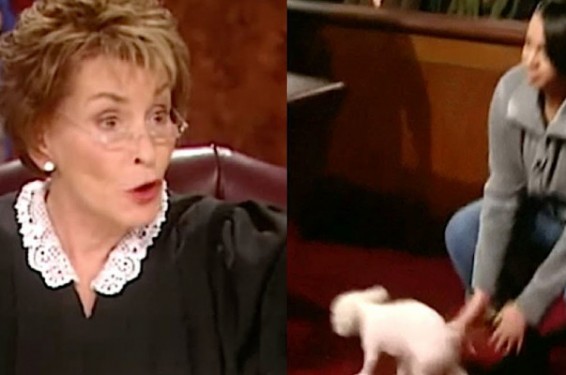 ԱՄՆ-ում դատավորը թույլ է տվել շանը դատարանի դահլիճ մտնել ու ընտրել իրական տիրոջը