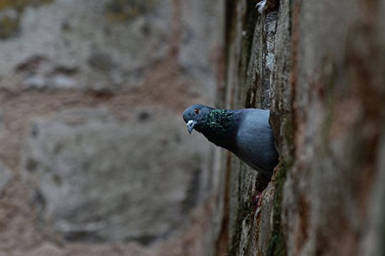 Արգենտինական բանտում սպանել են թմրանյութեր տեղափոխող աղավնուն