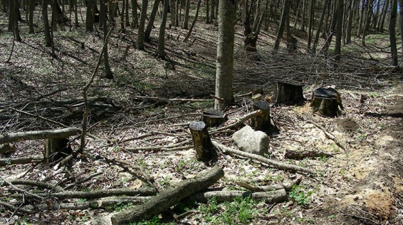 Ավարտվել է ապօրինի ծառահատումների վերաբերյալ քննված քրեական գործի նախաքննությունը