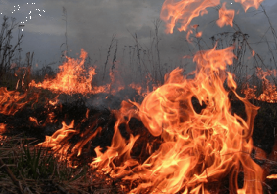 Ջաջուռ գյուղում  այրվել է 50 հեկտար տարածք