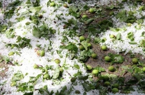 Կարկուտից տուժել է Ասկերանի շրջանի մի քանի համայնք