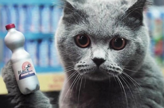 Video.Կատու գնորդները գովազդել են գերմանական սուպերմարկետըԱղբյուրը